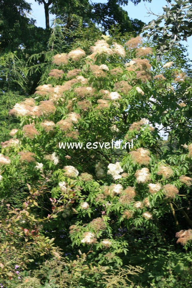 Sambucus canadensis 'Maxima'