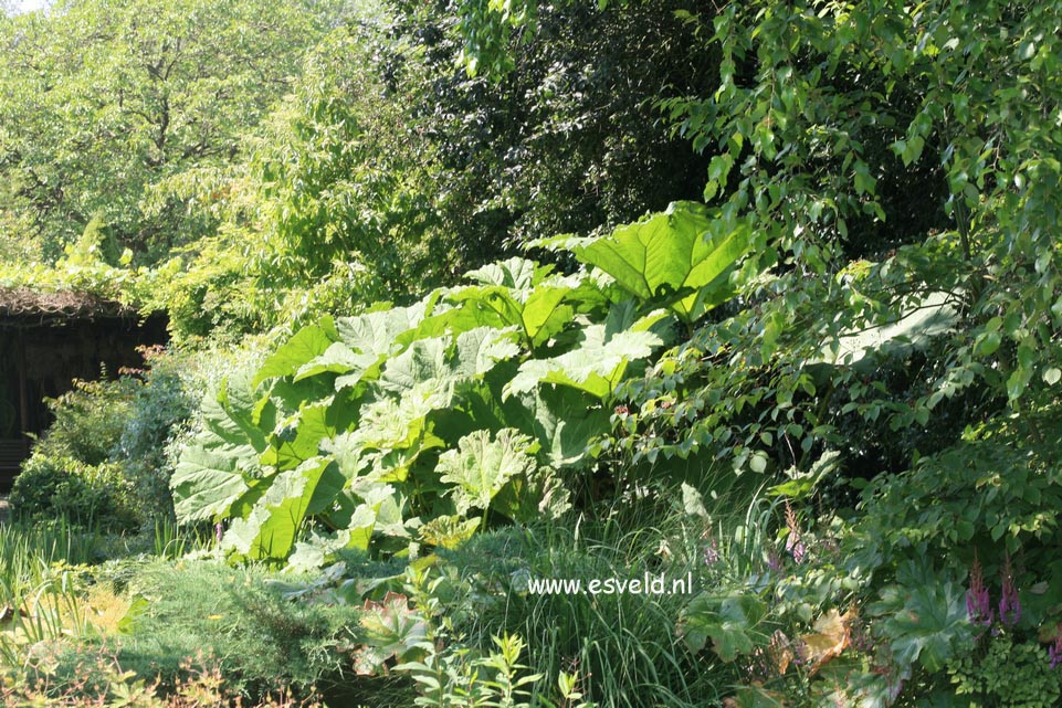 Gunnera manicata