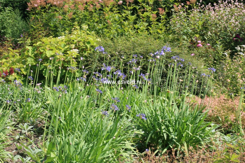 Agapanthus 'Dr. Brouwer'