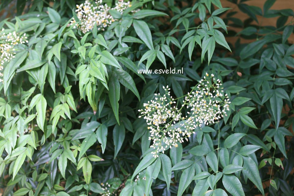 Nandina domestica