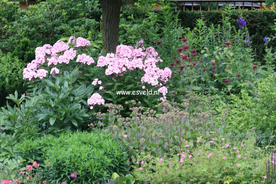 Phlox 'Bright Eyes' (Paniculata Group)