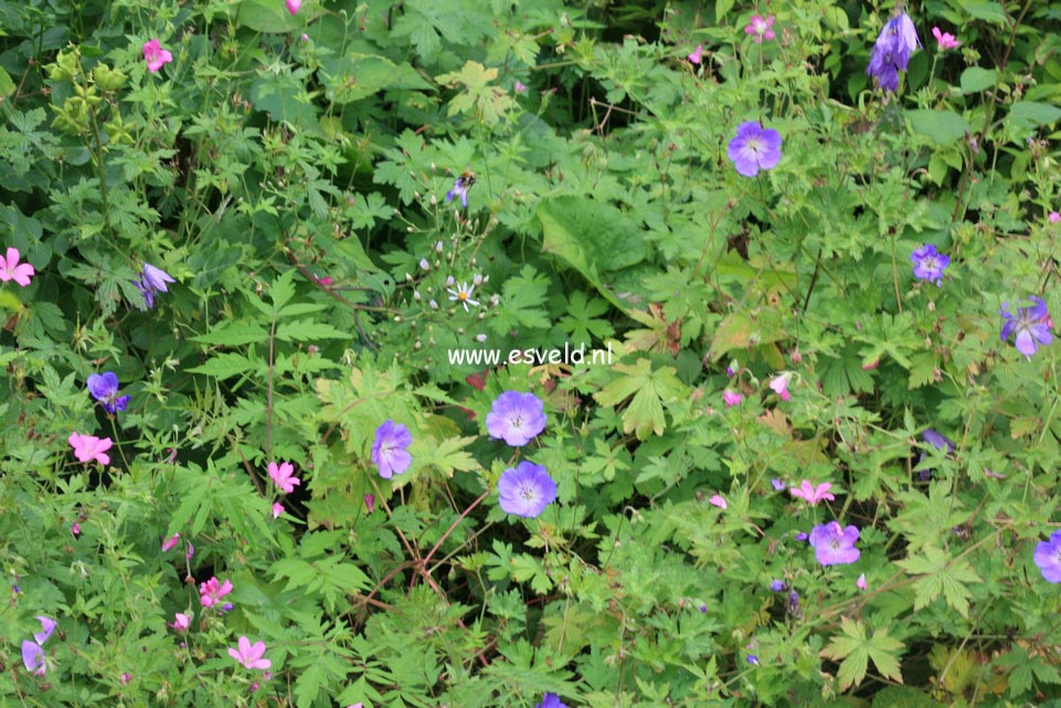 Geranium 'Rozanne'