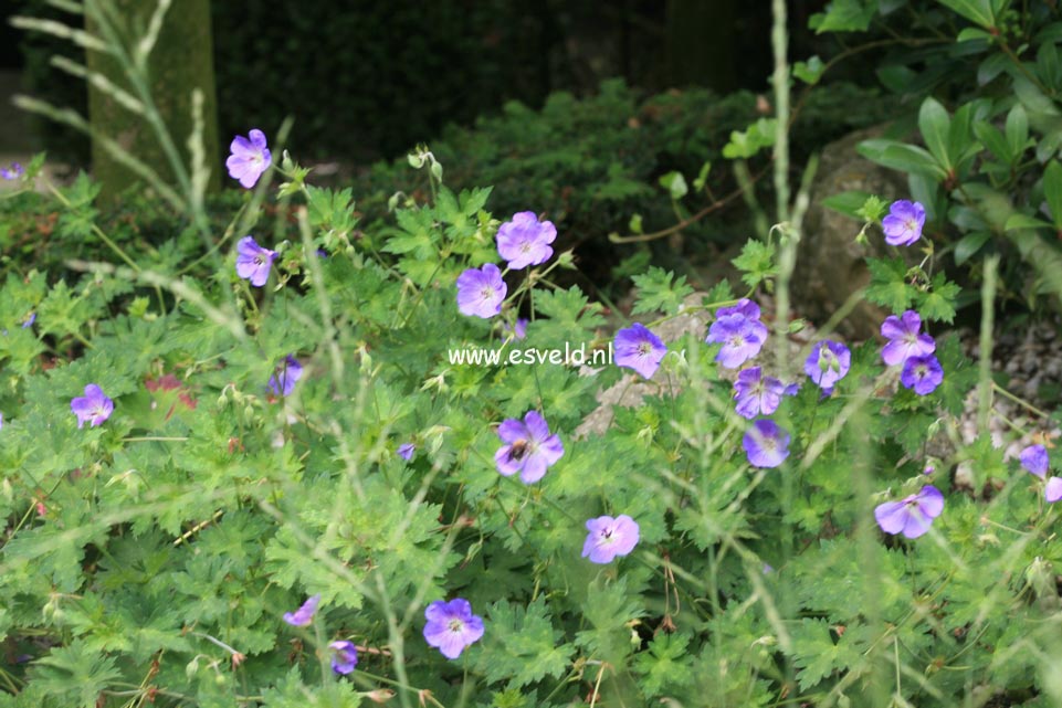 Geranium 'Rozanne'