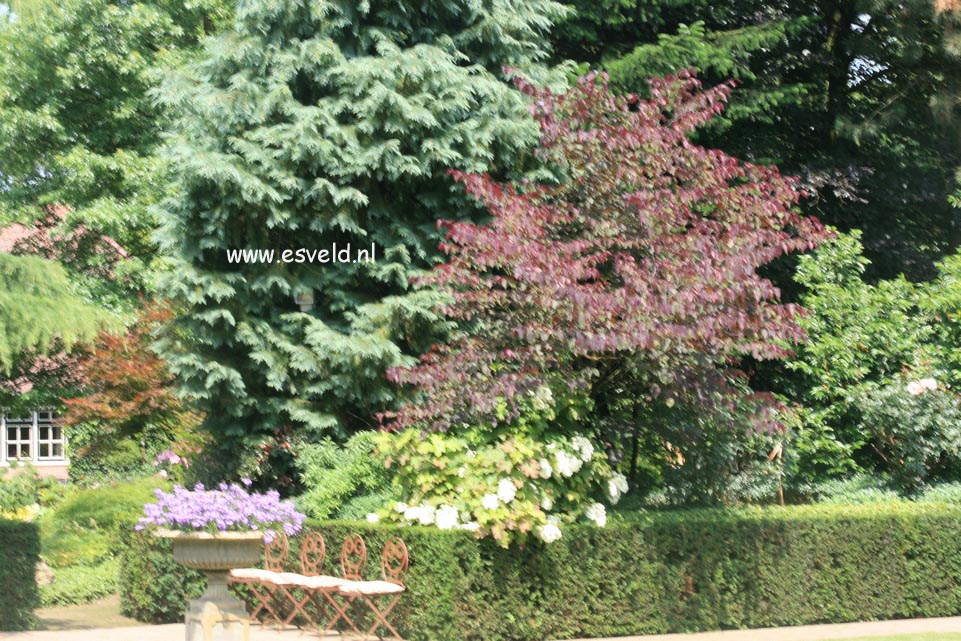 Cercis canadensis 'Forest Pansy'