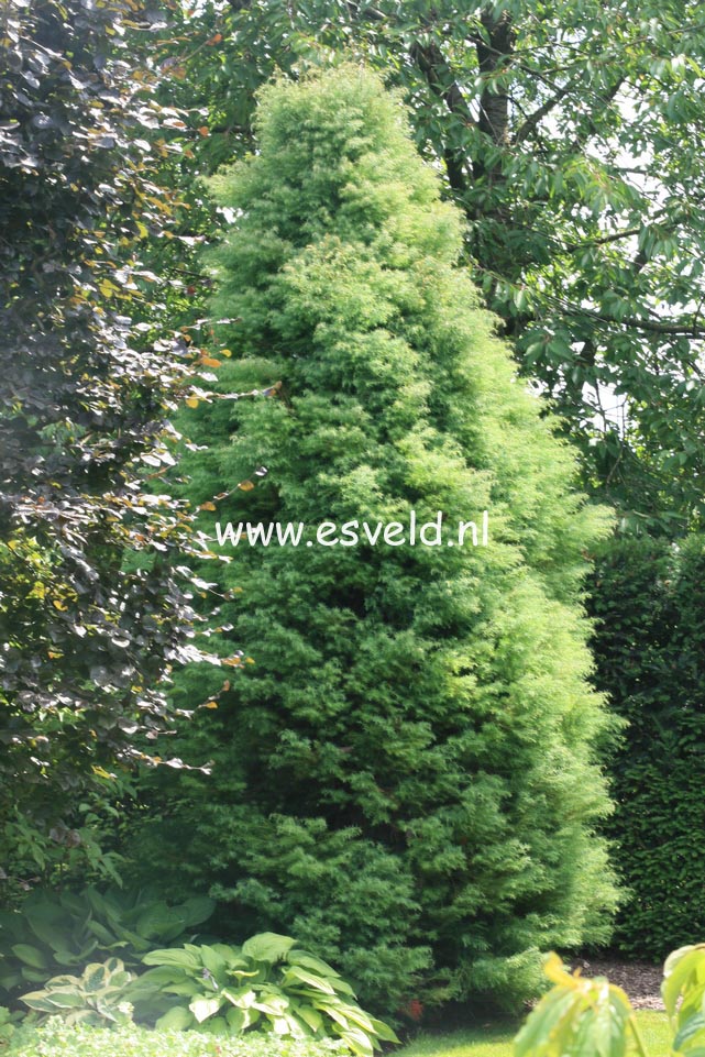 Cryptomeria japonica 'Elegans'