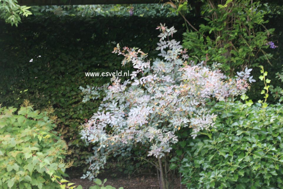 Rosa glauca