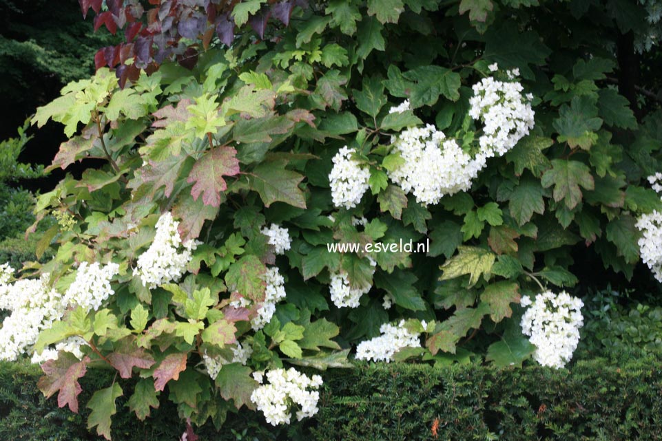 Hydrangea quercifolia 'Brido' (SNOWFLAKE)