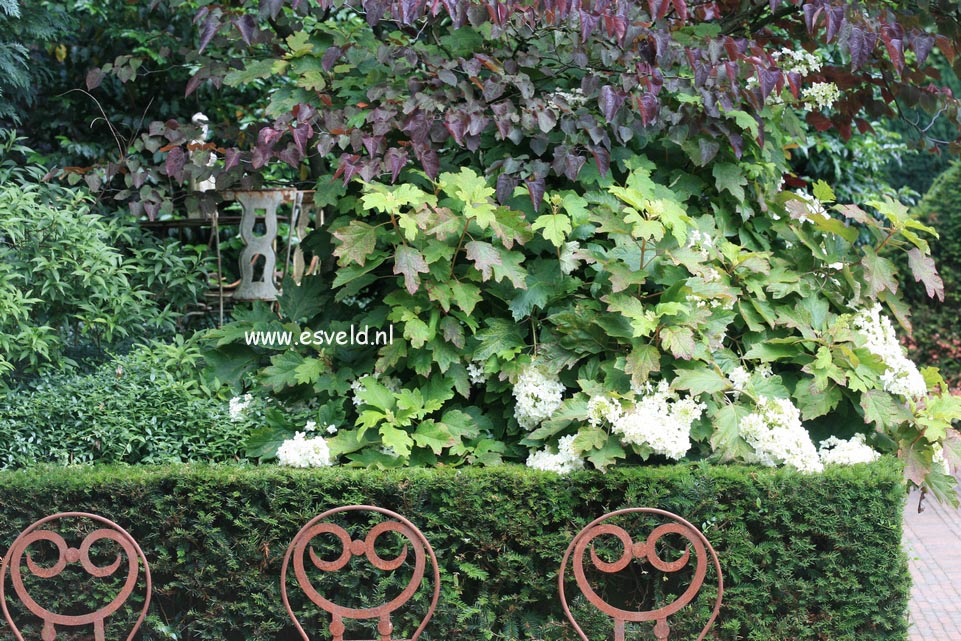 Hydrangea quercifolia 'Brido' (SNOWFLAKE)