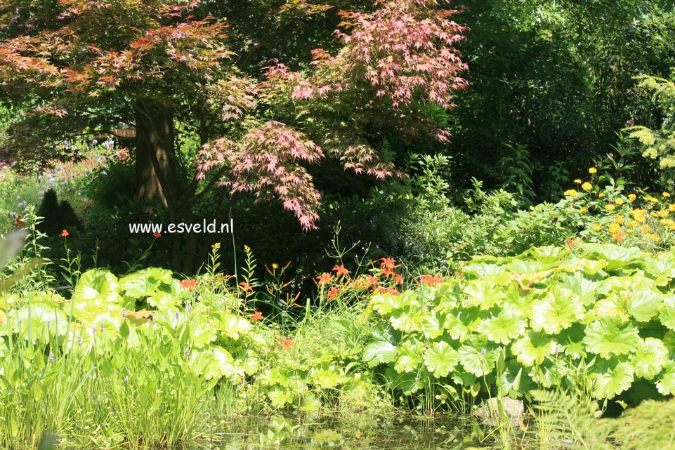 Acer palmatum 'Nicholsonii'