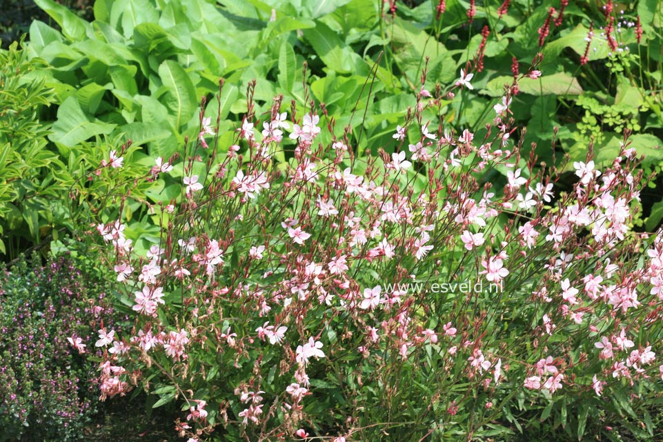 Gaura lindheimeri 'Cherry Brandy'