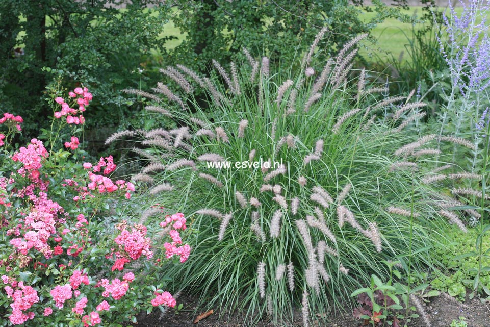 Pennisetum alopecuroides