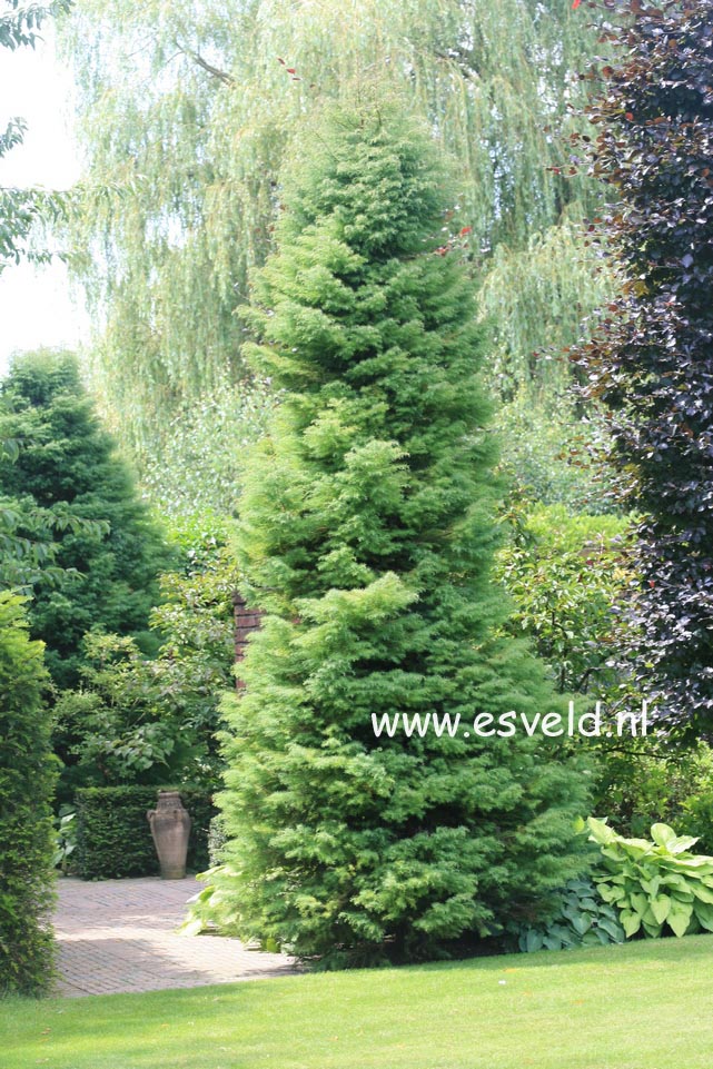 Cryptomeria japonica 'Elegans'