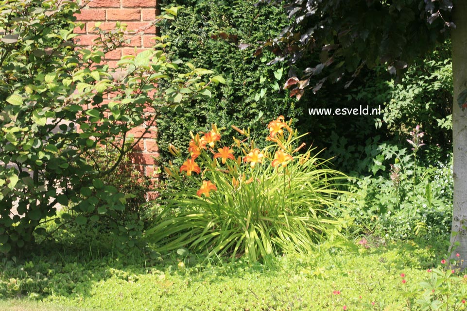 Hemerocallis 'Frans Hals'