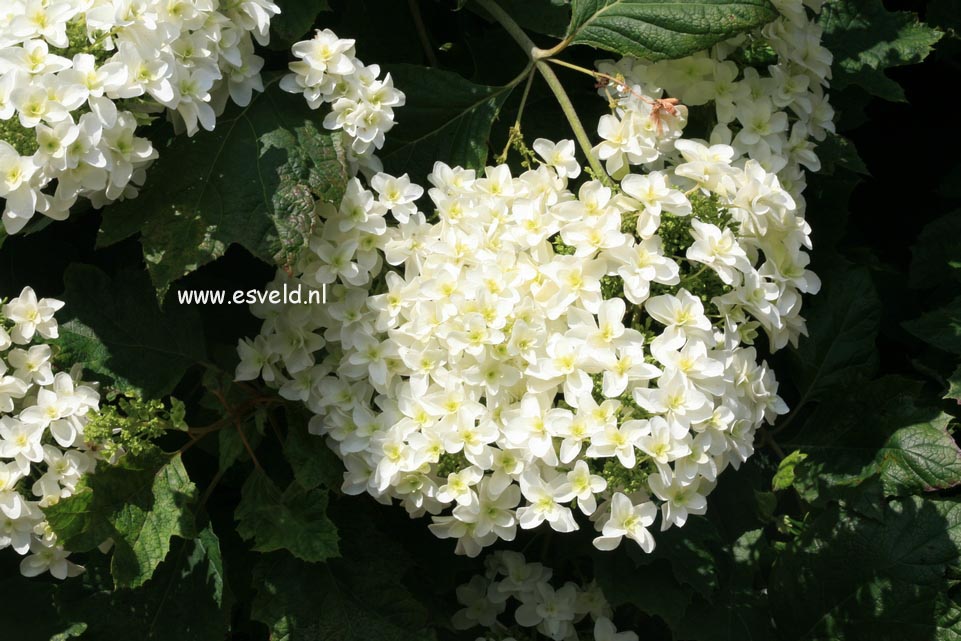 Hydrangea quercifolia 'Brido' (SNOWFLAKE)