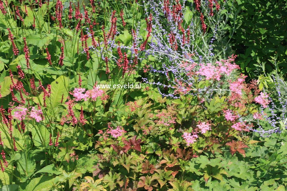 Filipendula 'Kahome'