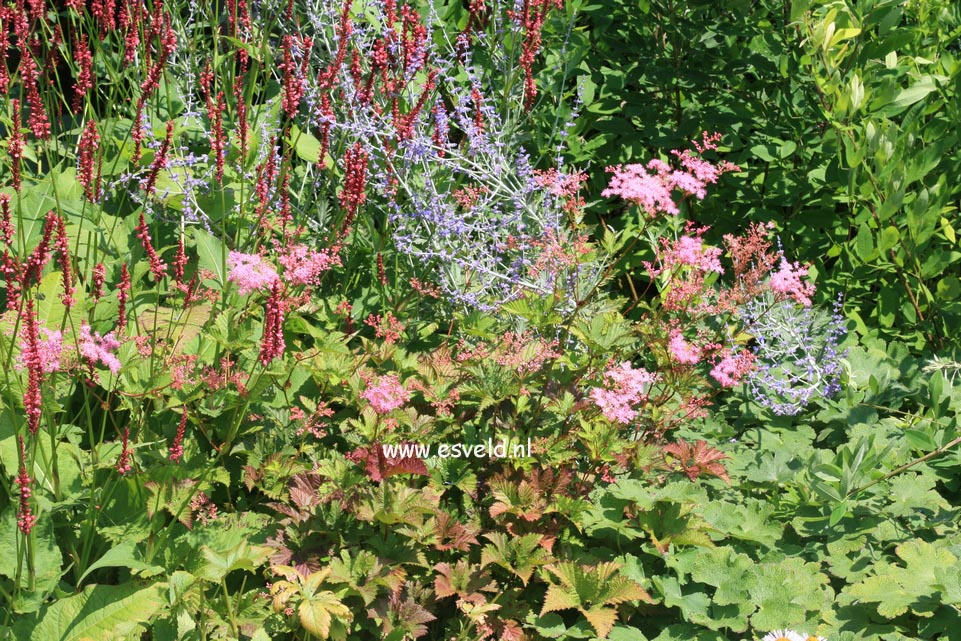 Filipendula 'Kahome'