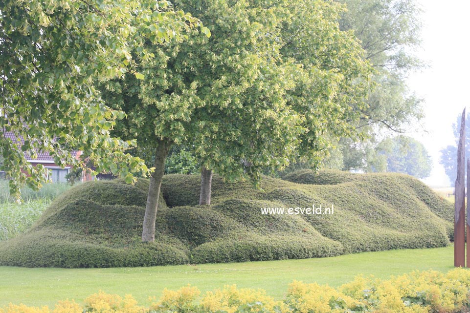 Cotoneaster horizontalis 'Horizon'