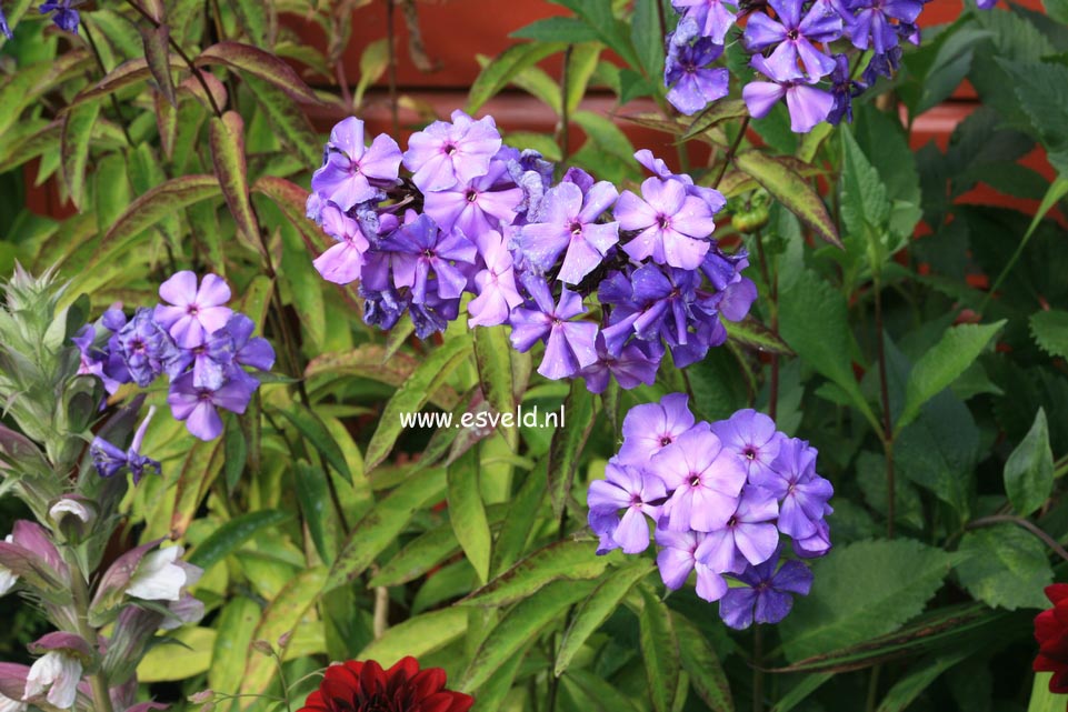 Phlox paniculata 'Blue Paradise'