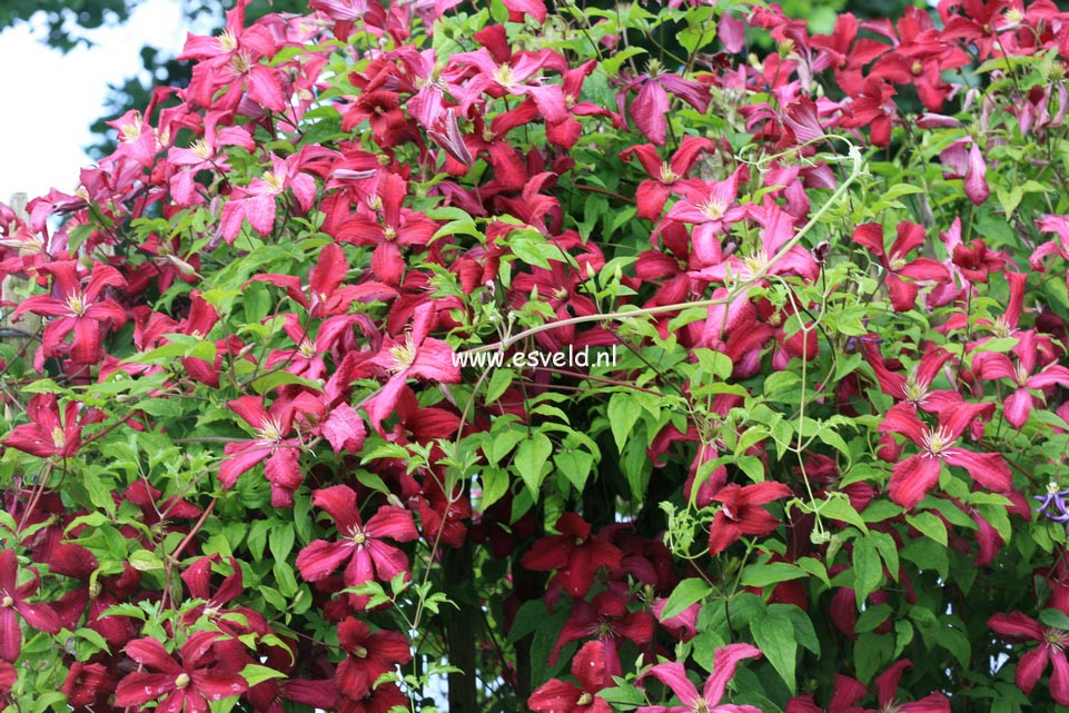 Clematis 'Madame Julia Correvon'