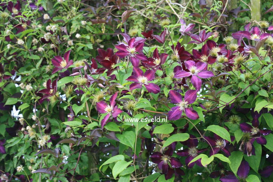 Clematis 'Mikelite'