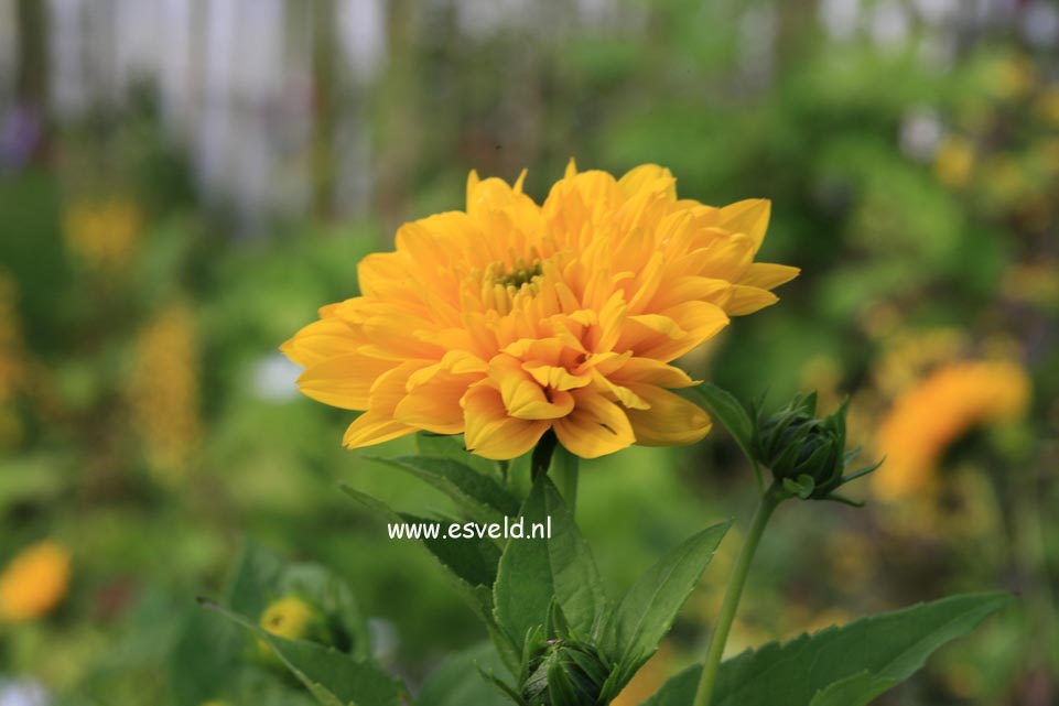 Helianthus decapetalus 'Soleil d'Or'