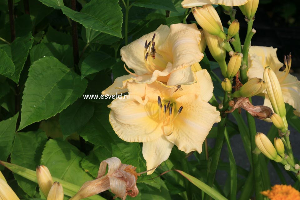 Hemerocallis 'Arctic Snow'