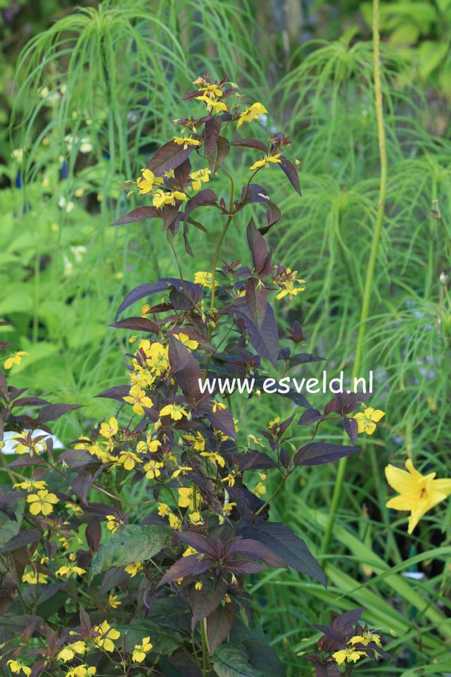 Lysimachia ciliata 'Firecracker'