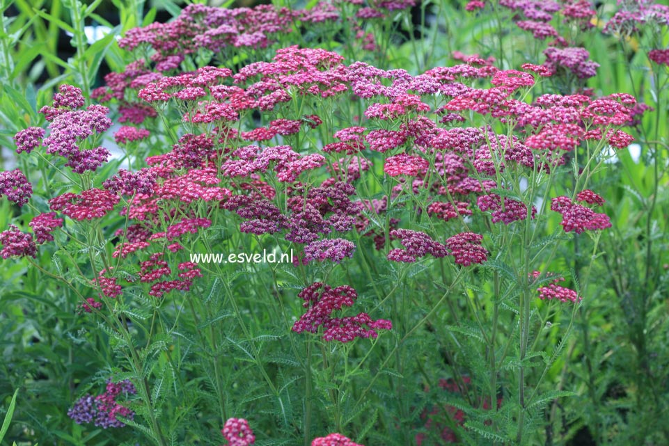 Achillea 'Velour'