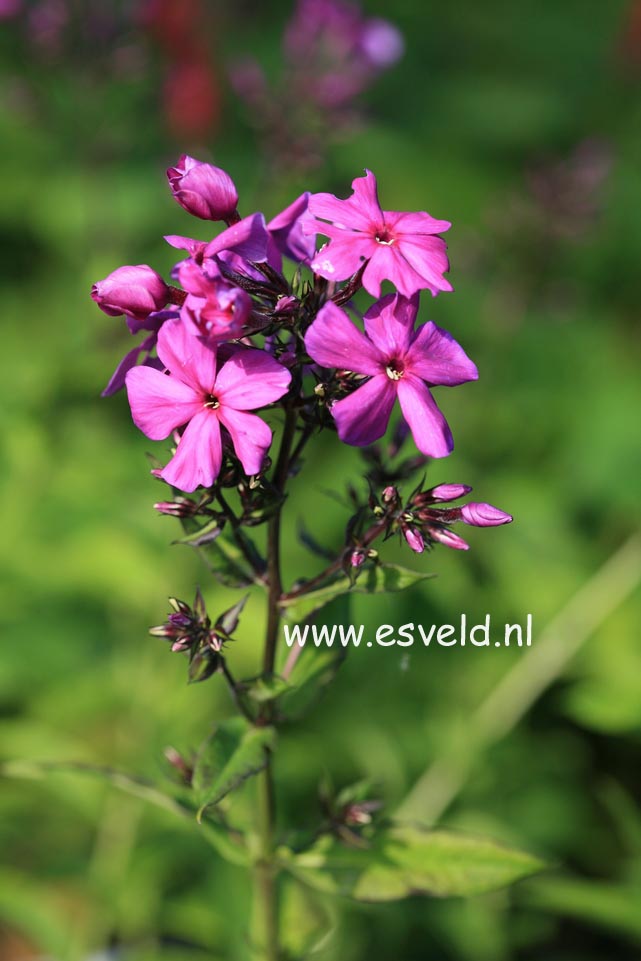 Phlox paniculata 'Duesterlohe'