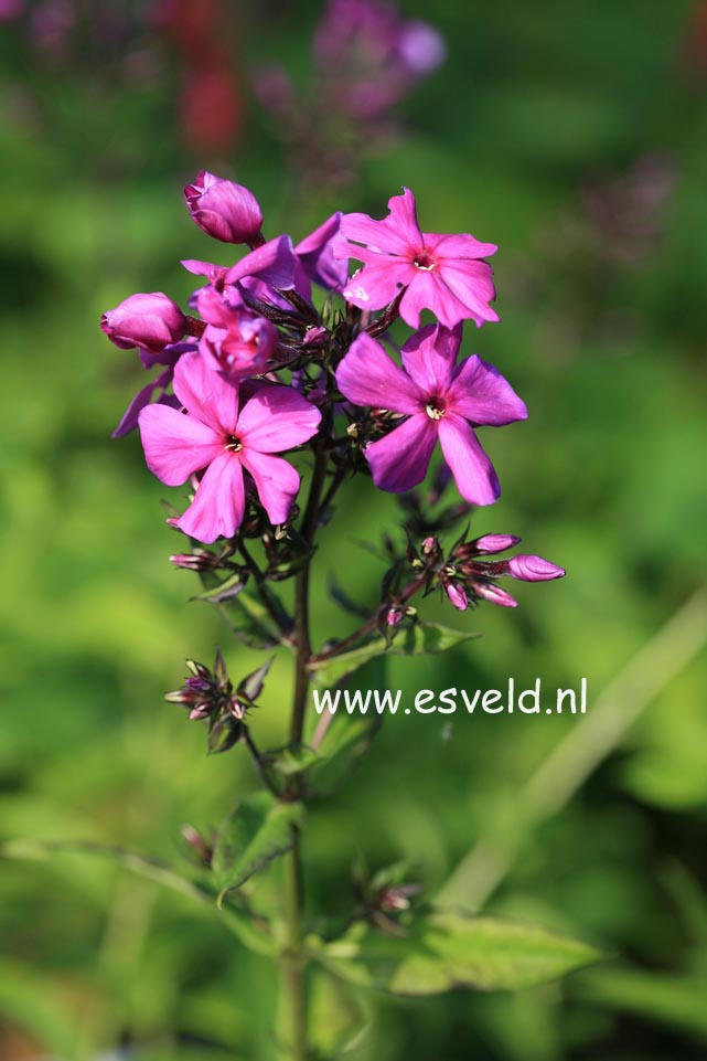 Phlox paniculata 'Duesterlohe'