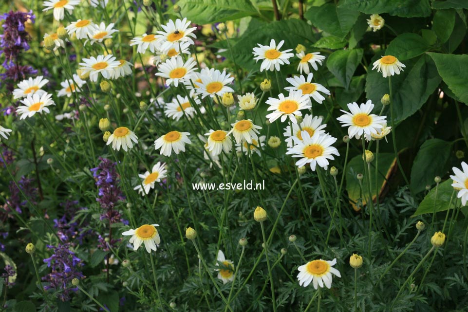 Anthemis hybrida 'Sauce Hollandaise'