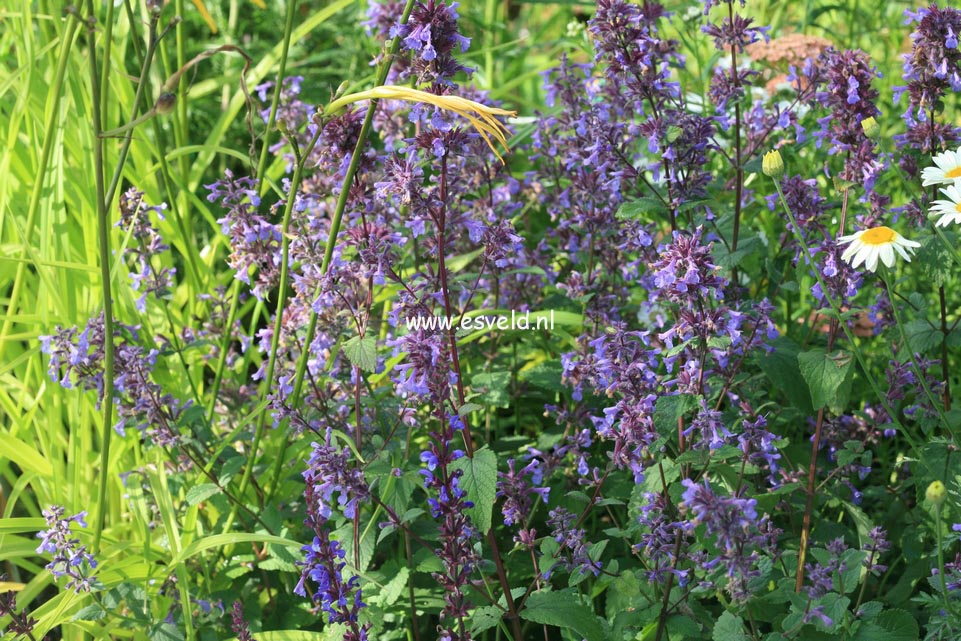 Nepeta grandiflora 'Bramdean'