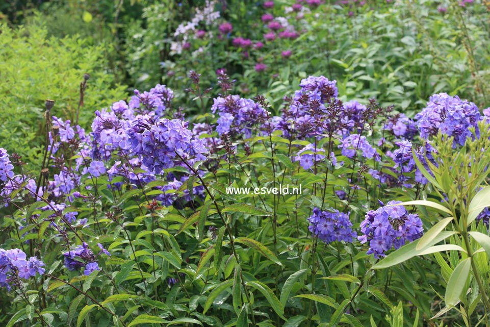 Phlox paniculata 'Blue Paradise'