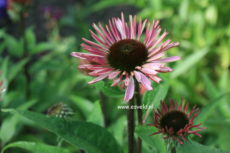 Echinacea purpurea 'Augustkoenigin'