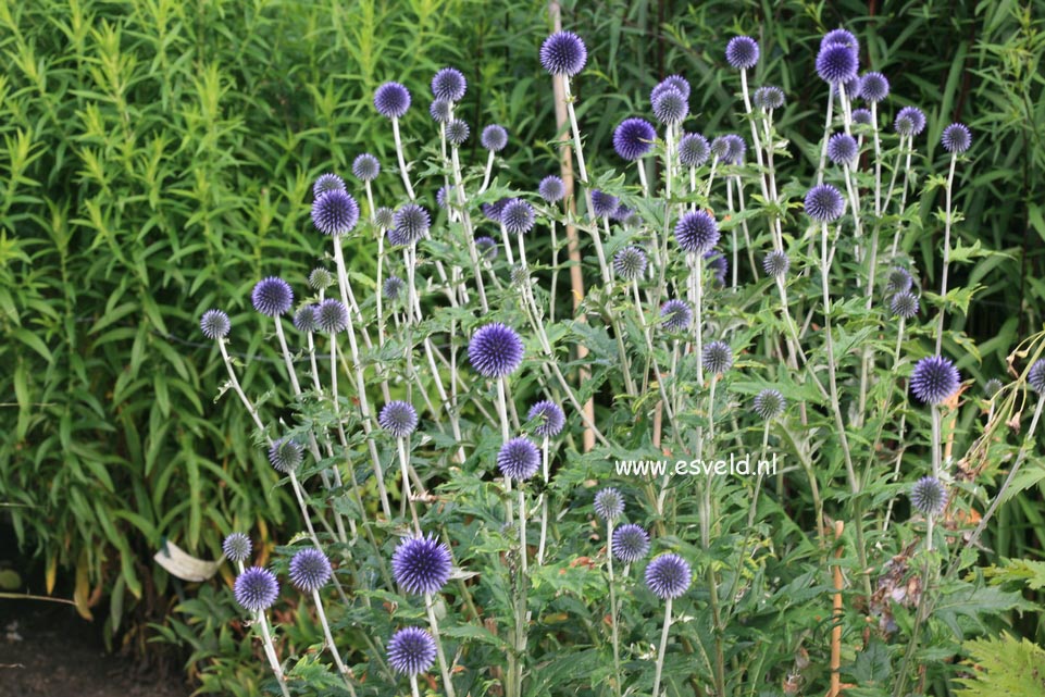 Echinops ritro 'Veitch's Blue'