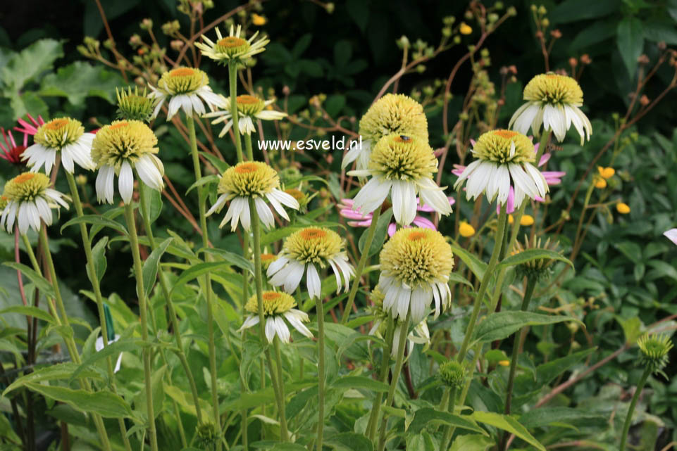 Echinacea purpurea 'Coconut Lime'