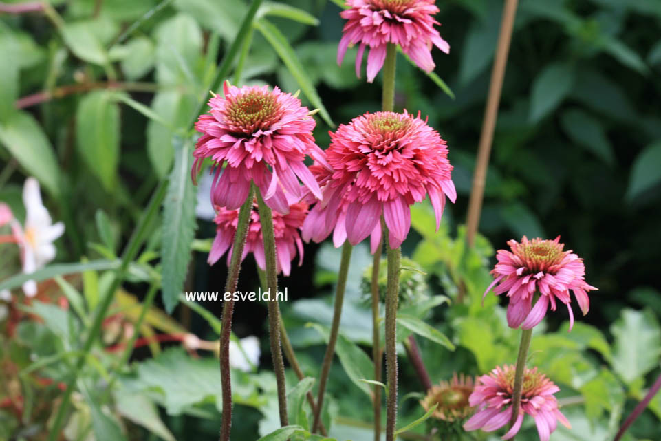 Echinacea purpurea 'Razzmatazz'