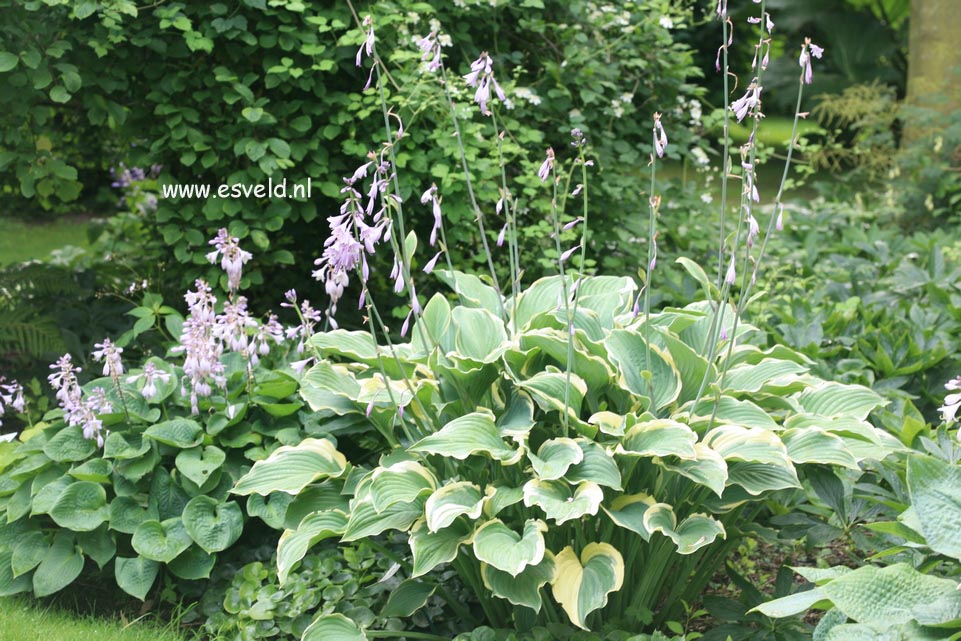 Hosta 'Regal Splendor'