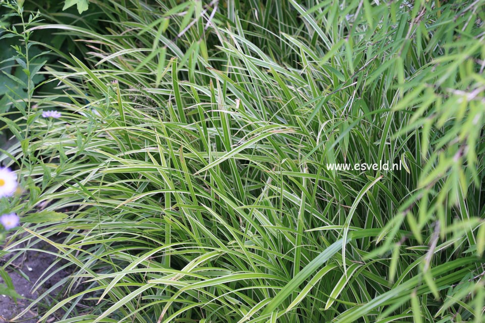 Carex morrowii 'Ice Dance'