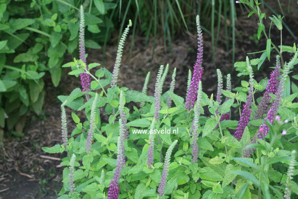 Teucrium hyrcanicum