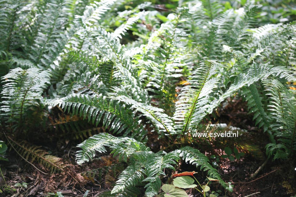 Polystichum aculeatum