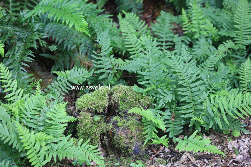 Polypodium vulgare