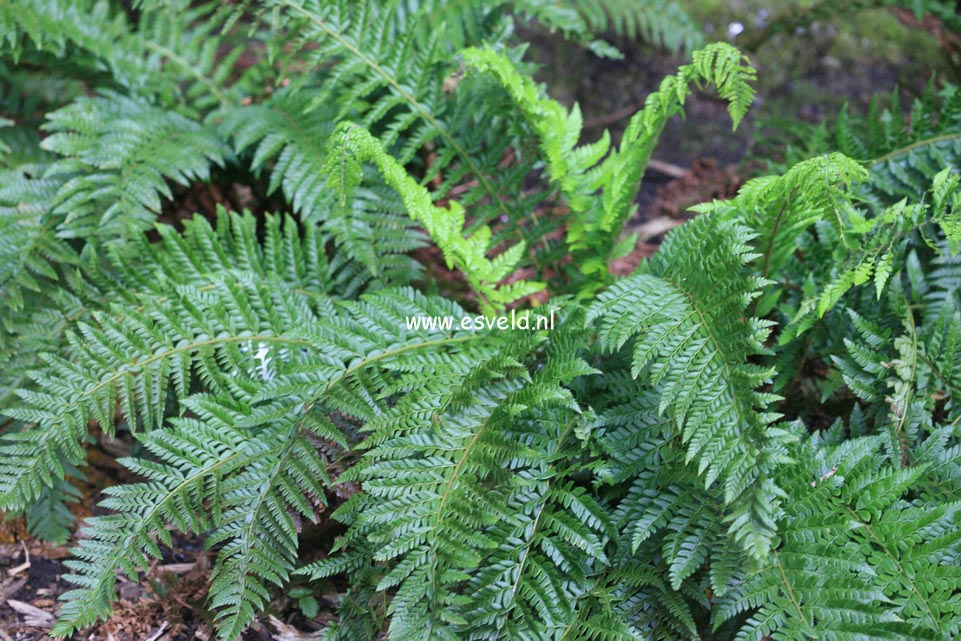 Polystichum aculeatum