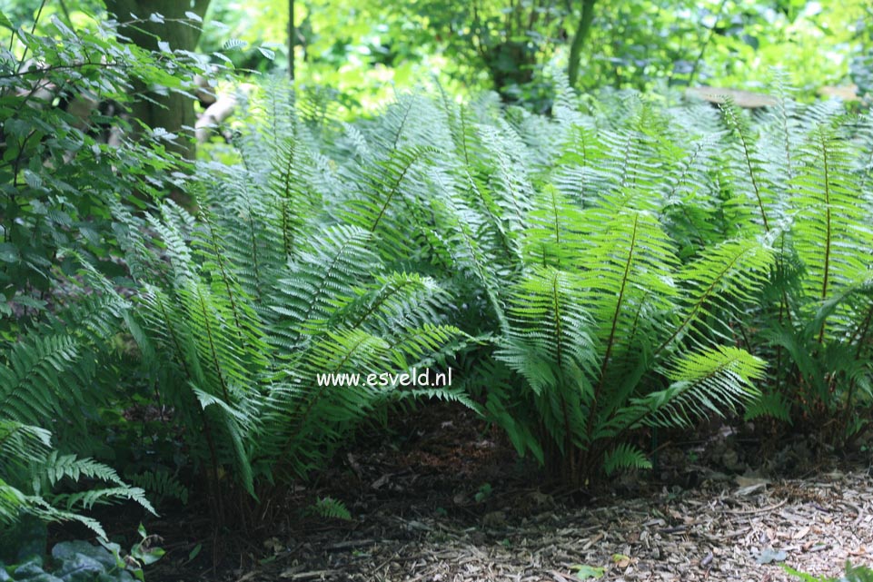 Dryopteris affinis