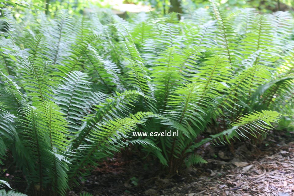 Dryopteris affinis