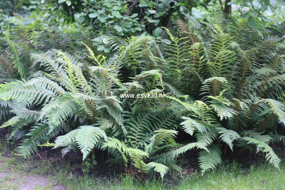 Polystichum setiferum 'Dahlem'