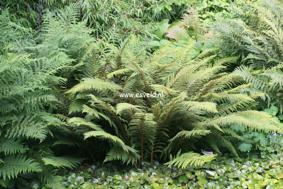 Polystichum setiferum 'Herrenhausen'