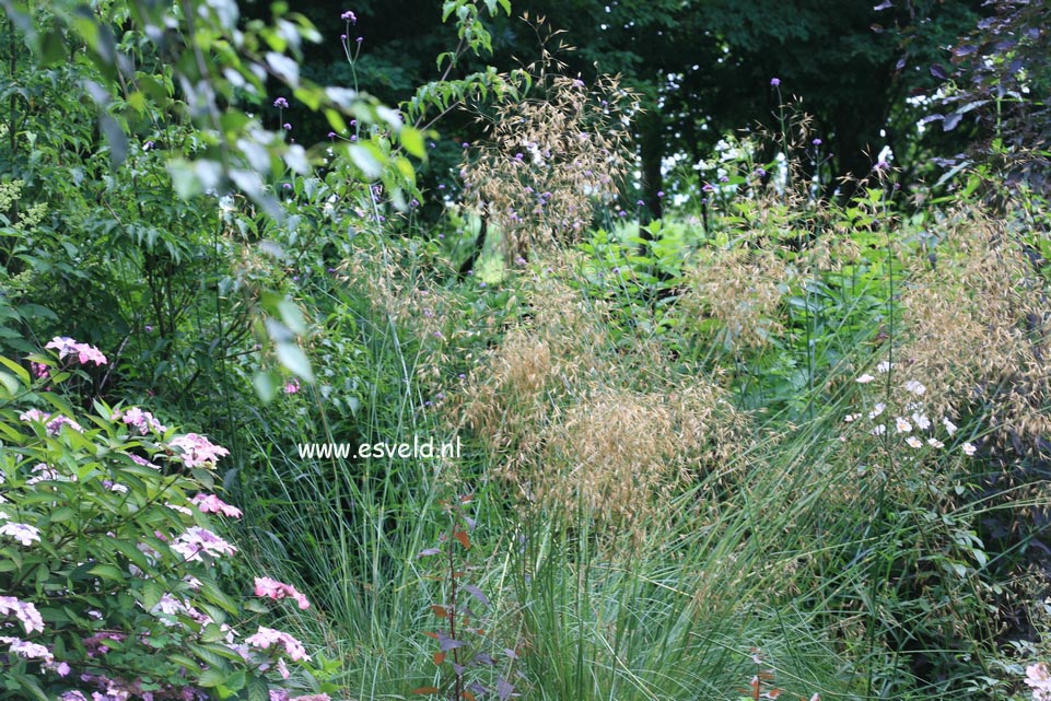 Stipa gigantea