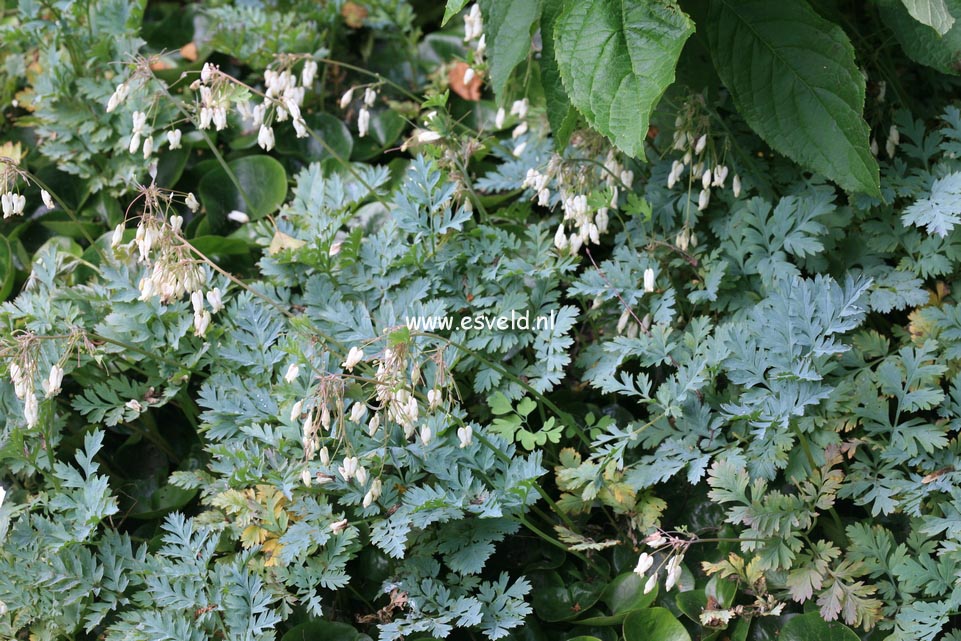 Dicentra formosa 'Langtrees'