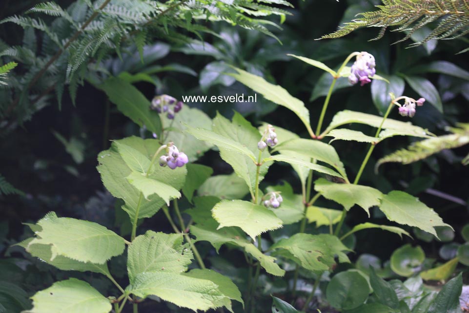 Deinanthe caerulea